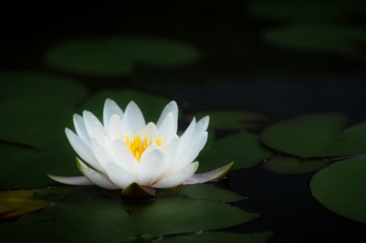 Eine strahlend weiße Lotusblüte öffnet sich auf der dunklen Wasseroberfläche eines Teiches. Die vollkommene Symmetrie und Reinheit der Blüte spiegelt die Ruhe und die zentralen Werte des LIVANDA Seminarzentrums wider.
